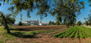 Ruta 4 – Els fruits de la terra: l’oliva, la garrofa… - Imatge 1