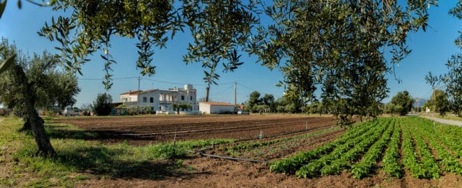Ruta 4 – Els fruits de la terra: l’oliva, la garrofa… - Imatge 1