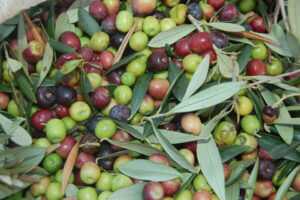 Ruta 4 – Els fruits de la terra: l’oliva, la garrofa… - Imatge 2
