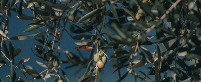 ANTON BLANC FRUITS
